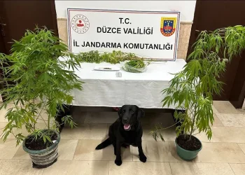 Jandarmanın uyuşturucu ile mücadelesi sürüyor