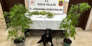 Jandarmanın uyuşturucu ile mücadelesi sürüyor