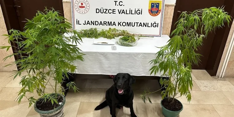 Jandarmanın uyuşturucu ile mücadelesi sürüyor