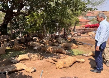 Kırşehir’de hayvanlar içtikleri sudan zehirlenerek telef oldu