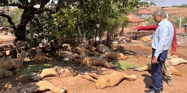 Kırşehir’de hayvanlar içtikleri sudan zehirlenerek telef oldu