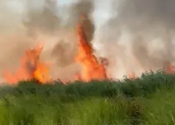 İznik Gölü’nde sazlık yangını