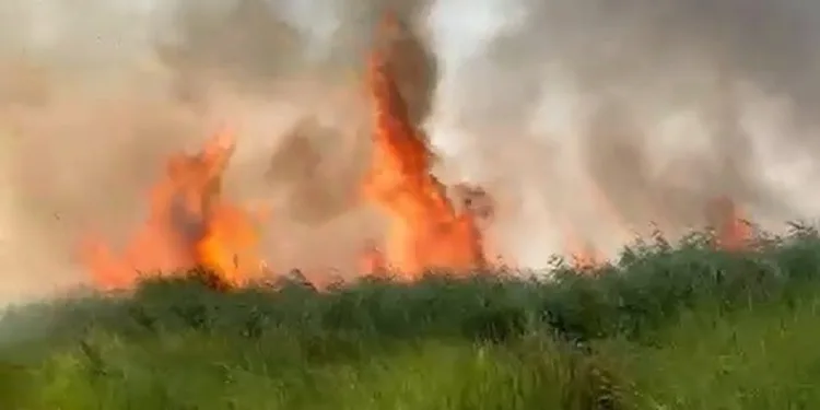 İznik Gölü’nde sazlık yangını