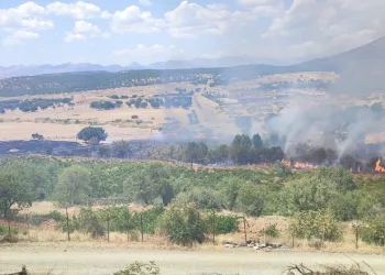 Kulp’ta üzüm bağları ve meyve ağaçları yangında zarar gördü