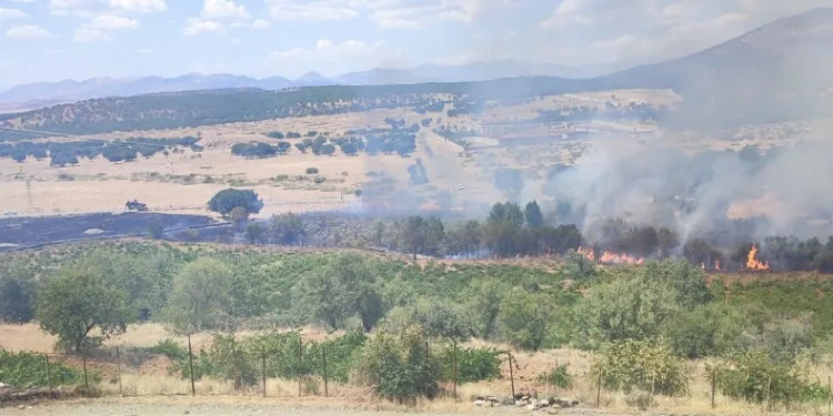Kulp’ta üzüm bağları ve meyve ağaçları yangında zarar gördü