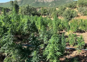 40 bin kök kenevir bitkisi ele geçirildi