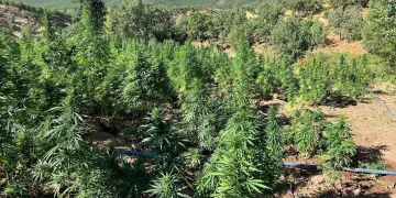 40 bin kök kenevir bitkisi ele geçirildi