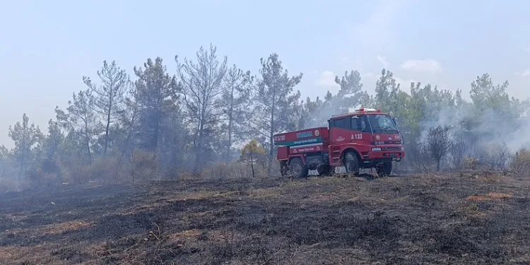 Manavgat’ta 4 dönüm kızılçam ormanı yandı