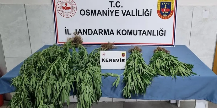 Jandarmadan uyuşturucu operasyonu: 10 gözaltı