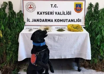 Jandarma yasadışı yetiştirilen 206 kök keneviri ele geçirdi