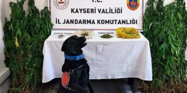 Jandarma yasadışı yetiştirilen 206 kök keneviri ele geçirdi