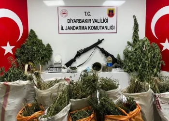 Diyarbakır’da 177 bin 495 kök kenevir ve skunk bitkisi ele geçirildi