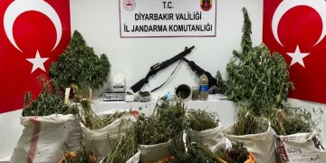 Diyarbakır’da 177 bin 495 kök kenevir ve skunk bitkisi ele geçirildi