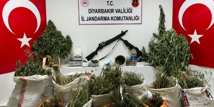 Diyarbakır’da 177 bin 495 kök kenevir ve skunk bitkisi ele geçirildi