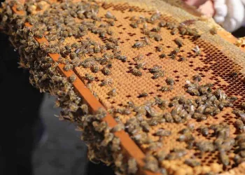 Niğde’de 250 ton bal üretimi bekleniyor
