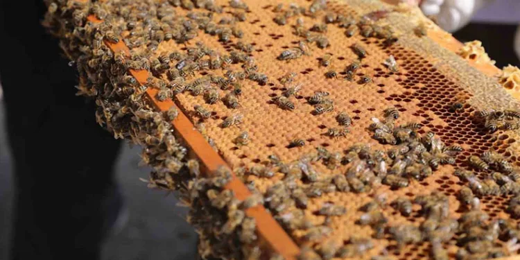 Niğde’de 250 ton bal üretimi bekleniyor