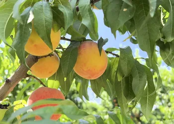 Tescilli Bursa şeftalisinde hasat başladı
