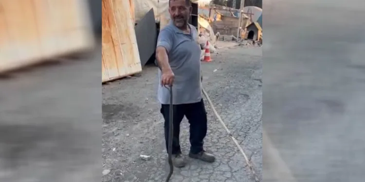 Sultangazi’de eve girmeye çalışan yılanı kedi engelledi