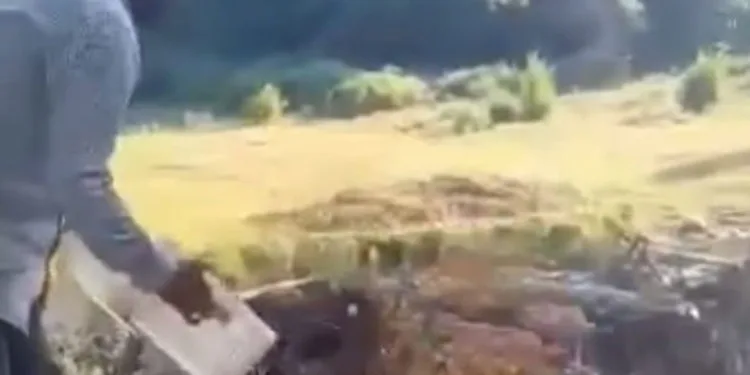 Kasalar dolusu kayısıyı dereye döktü