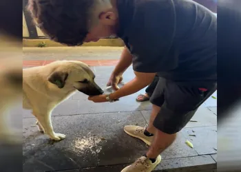 Susayan köpek çocuğun avucundan su içti