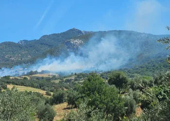 Adana’da orman yangını