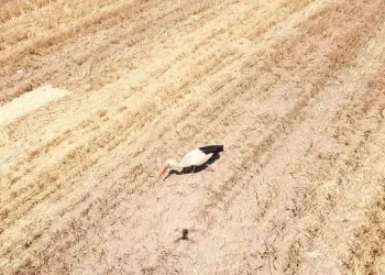 Çiftçi hasat derdinde leylekler ise rızıklarının peşinde
