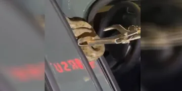 Arabaya giren yılanı itfaiye ekipleri çıkardı