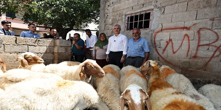 Belediyeden aldığı 16 koyunu 130’a çıkardı