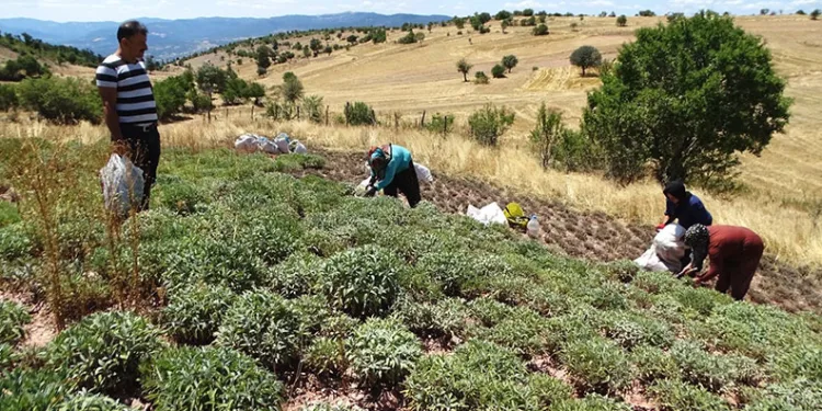 Karsaban köyünde adaçayı hasadı başladı