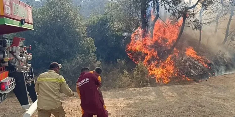 Adana’da orman yangını