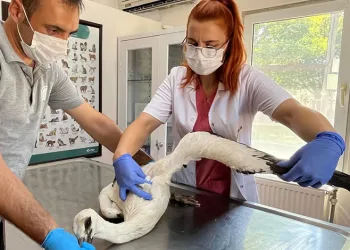 Yaralı leylek Osmangazi’de şifa buldu