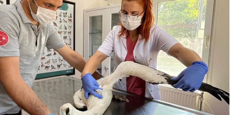 Yaralı leylek Osmangazi’de şifa buldu