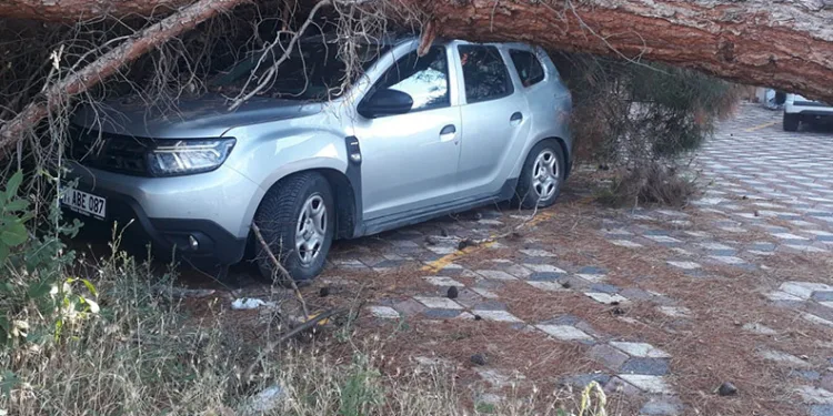 Koca çam ağacı aracın üzerine devrildi