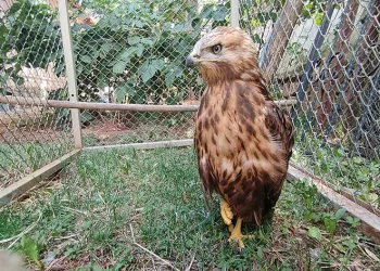 Kızıl şahin tedavisinin ardından doğaya salındı