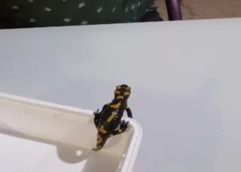Nesli tükenme tehlikesi altındaki semenderi besleyip doğaya bıraktı