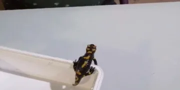 Nesli tükenme tehlikesi altındaki semenderi besleyip doğaya bıraktı