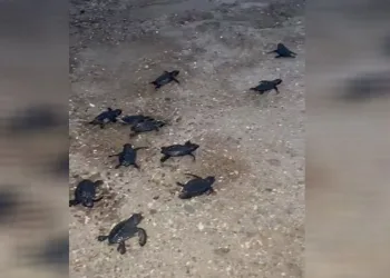 Sahilde mahsur kalan 23 caretta caretta yavrusu denize ulaştırıldı