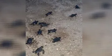 Sahilde mahsur kalan 23 caretta caretta yavrusu denize ulaştırıldı