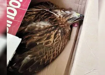 Arazide bulduğu yaralı şahini doğa koruma ekiplerine teslim etti