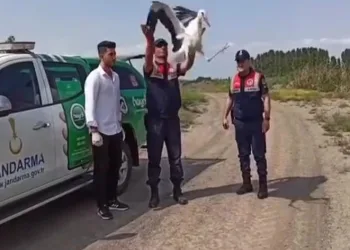 Sıcaktan bitkin düşen leylek tedavi altına alındı