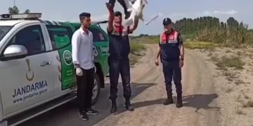 Sıcaktan bitkin düşen leylek tedavi altına alındı