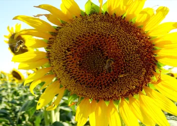 Kırklareli gündöndüler ile sarıya boyandı