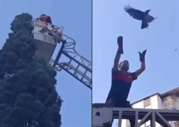 Ayağına ip takılınca ağaçta mahsur kalan karganın imdadına itfaiye yetişti