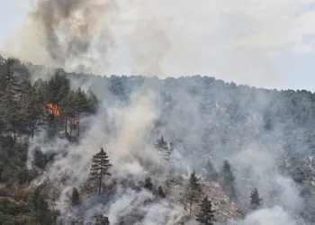 Adana’da orman yangını