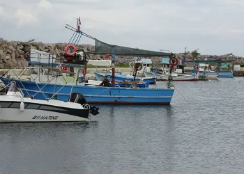 Balıkçılar bu sezon palamuttan umutlu