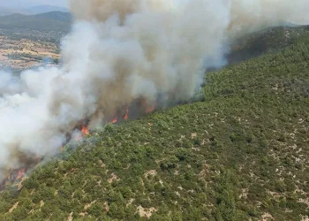 Bodrum’da orman yangını