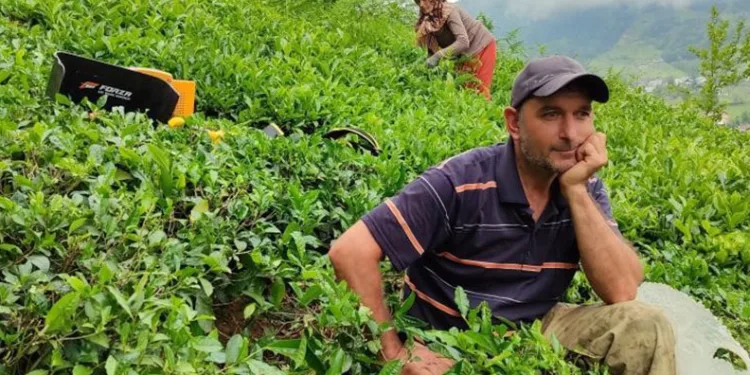 ÇAYKUR günlük çay alım kontenjanını düşürdü