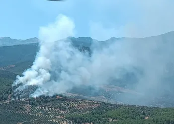 Hatay’da orman yangını