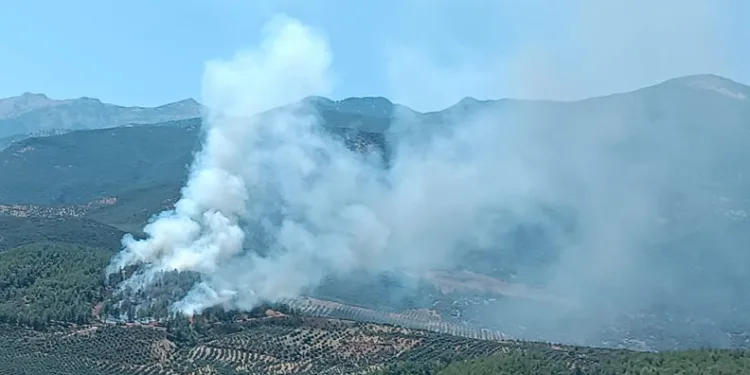 Hatay’da orman yangını