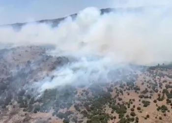 Manisa’da orman yangını